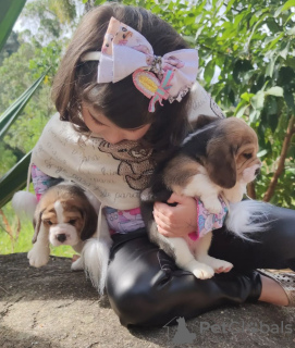 Фото №4. Продажа бигля в Aachen частное объявление - цена 39229₽