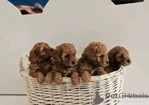 Фото №3. Labradoodle Puppies доступны для усыновления.  США