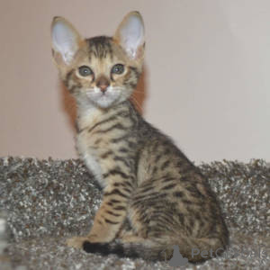Фото №3. Chatons Savannah доступен на заказ.. Бельгия