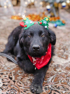 Фото №2 к объявлению №165550 о продаже беспородную - купить в России частное объявление