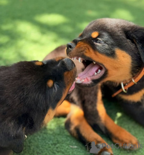 Фото №3. Свяжитесь с Rottweiler-Welpen zu verkaufen... WhatsApp 44 7453 907158.  Германия