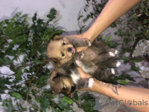 Фото №2 к объявлению №23570 о продаже  - купить в Беларуси частное объявление