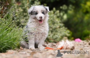 Фото №1. бордер-колли - купить в Бремерхавен за 92767₽. Объявление №161553