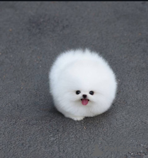 Фото №1.  - купить в Варшаве за Бесплатно. Объявление №164059