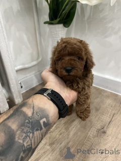 Фото №3. Той-пудель высшего качества..  Сербия