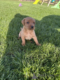 Фото №4. Продажа лабрадор-ретривера в Манчестер заводчик - цена договорная