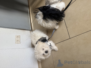 Фото №4. Продажа кеесхонда в Два -бриджа  - цена договорная