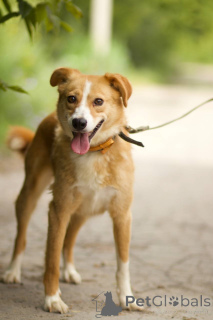 Фото №3. Собачка Ася ищет дом!.  Россия