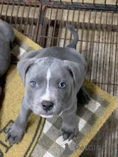 Фото №2 к объявлению №165972 о продаже стаффордширского бультерьера - купить в Португалии частное объявление, заводчик