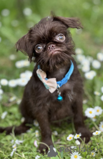 Фото №3. Брюссель Гриффон Шоколад.  Сербия