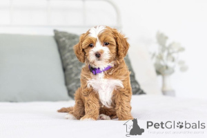 Фото №1. лабрадудль - купить в Базель за договорная. Объявление №155594