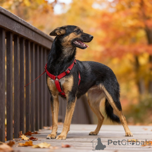 Фото №2 к объявлению №156933 о продаже беспородную - купить в России частное объявление