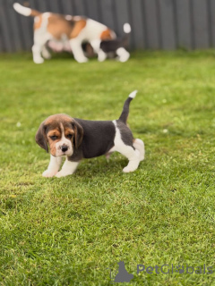 Фото №3. Entzückende Beagle-Welpen suchen einliebevolles Zuhause!.  Германия