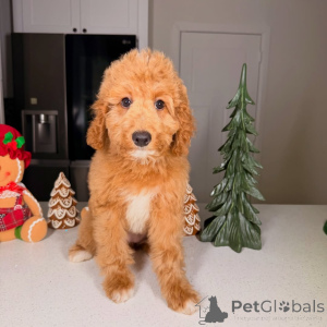 Фото №3. Бентли обаятельный, умный и полный любви! Этот счастливый мальчик доказательство.  Финляндия