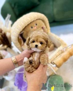 Фото №2 к объявлению №138055 о продаже пуделя (той) - купить в Испании заводчик