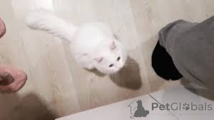 Фото №3. Chatons Angora turcs à vendre. Франция