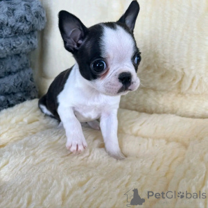 Фото №3. Französische Bulldogge Welpen Zur Усыновление.  Германия