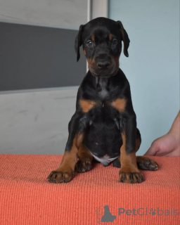 Фото №4. Продажа добермана в Варшаве заводчик - цена договорная