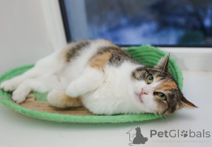 Фото №3. Ищет дом кошечка Пикси. Россия