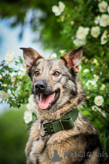 Фото №2 к объявлению №150741 о продаже беспородную - купить в России частное объявление