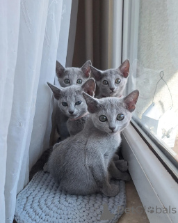 Фото №1. русская голубая - купить в Франкфурт-на-Майне за договорная. Объявление №164198