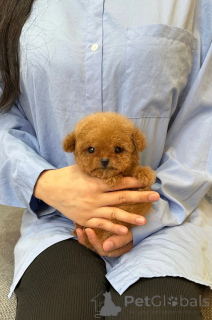 Фото №1. пудель (той) - купить в Страсбург за договорная. Объявление №153061