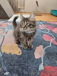 Фото №3. Chatons de forêt norvégienne доступны для усыновления.. Финляндия