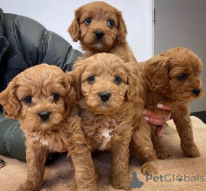 Фото №1.  - купить в Спартинас за договорная. Объявление №160318