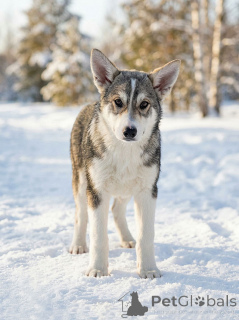 Фото №3. Три щенячьх сердца ищут добрых хозяев.  Россия