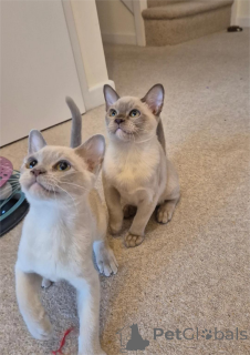 Фото №1. бурма - купить в Боттроп за 32468₽. Объявление №154440