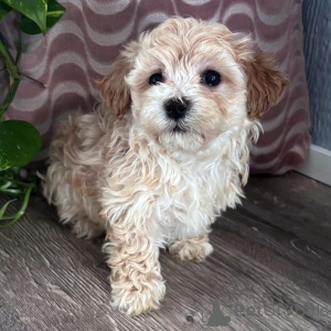 Фото №1. мальтипу - купить в Беринген за договорная. Объявление №165201