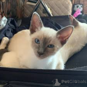 Фото №3. Сиамские котята те куп. Бельгия