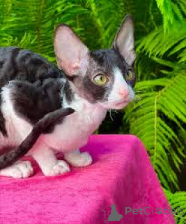 Фото №3. Chatons Orientaux на площадке для продажи. Франция