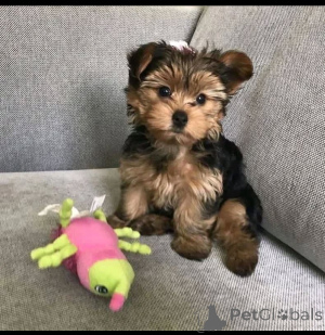 Фото №3. Pet Teacup Yorkie на продажу.  Грузия