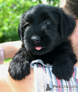 Фото №3. Giant Schnauzer puppies for sale.  США
