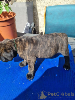 Фото №1. кане-корсо - купить в Хельсинки за 32468₽. Объявление №167368