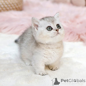 Фото №2 к объявлению №151827 о продаже манчкин - купить в США заводчик