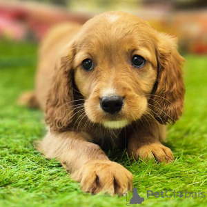 Фото №3. Golden Cavalier Кобель, 10 недель, Готов к отправке домой..  Австралия
