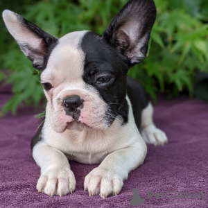 Фото №3. Adorable Boston Terrier Puppies for free adoption.  Германия