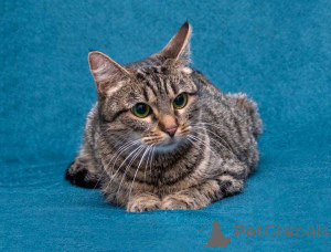 Фото №4. Продам  в Москова частное объявление - цена Бесплатно