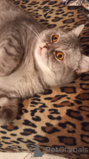 Дополнительные фото: Шотладский кот Марчелло очень срочно ищет дом