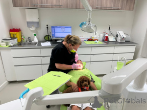 Фото №3. Эксклюзивная игрушка /карликовая пудель Poopies Premium Lineage, 2 -недельная.  Бельгия