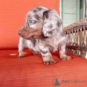 Фото №1.  - купить в Аризона за 62908₽. Объявление №161309