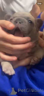 Фото №3. Высококлассные щенки французского бульдога.  США