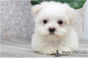 Фото №3. Cute Maltese puppies available for free adoptoin.  Германия