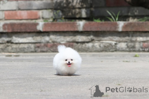 Фото №2 к объявлению №166625 о продаже померанского шпица - купить в Германии частное объявление