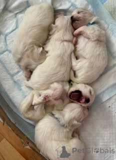 Фото №2 к объявлению №155660 о продаже беспородную - купить в США частное объявление