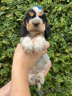 Фото №4. Продажа английского кокер-спаниеля в Далсбрук частное объявление - цена договорная