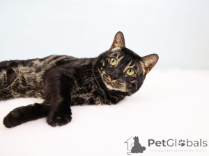 Фото №1. бенгальская - купить в Берне за 69575₽. Объявление №152645