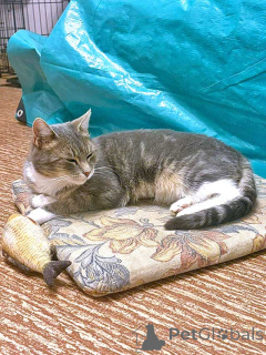 Фото №2 к объявлению №156355 о продаже  - купить в России частное объявление